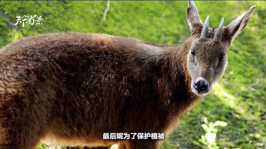 新澳2025今晚開獎(jiǎng)資料四不像解析，新澳2025今晚開獎(jiǎng)資料深度解析與四不像揭秘