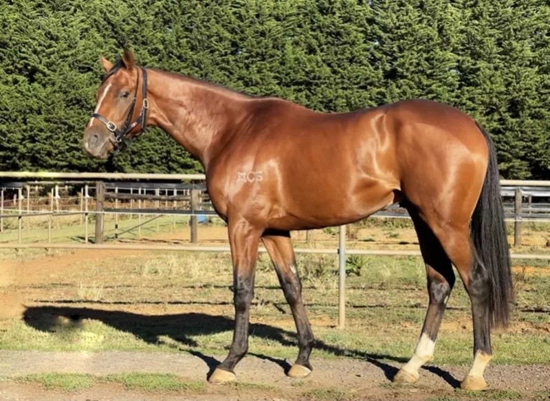 澳門今晚開特馬四不像圖——深度解讀澳門賽馬文化，澳門賽馬文化深度解讀，特馬四不像圖揭示澳門賽馬之夜