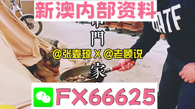 新澳門精準資料大全——管家婆料的探索之旅，澳門管家婆料探索之旅，揭秘精準資料大全